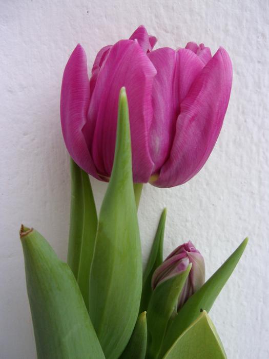 Tulip Flower Nature