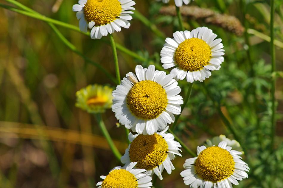 summer daisies