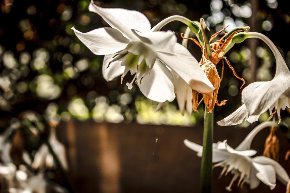Flower Nature Plant