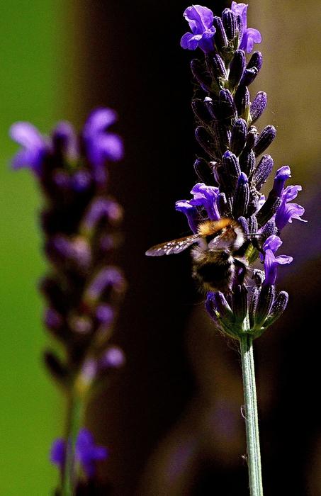 Bee Flower Lavender