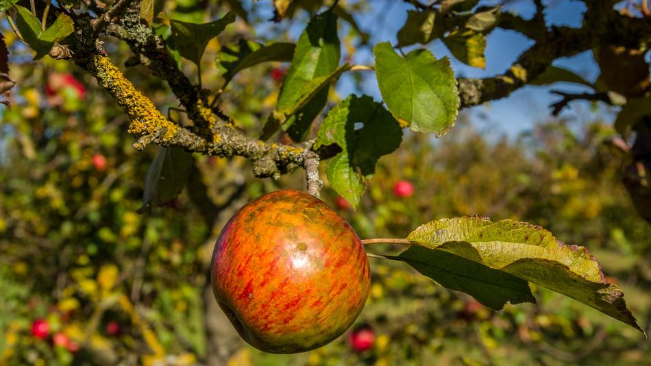 Fruit Nature Tree
