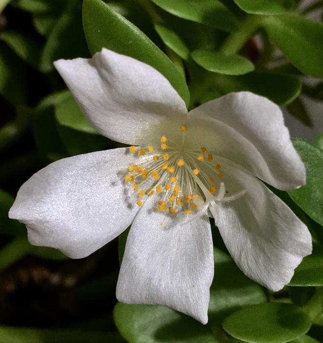 White Flower Petals