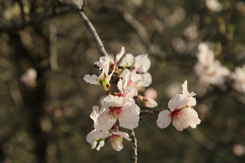 Flower Tree Nature