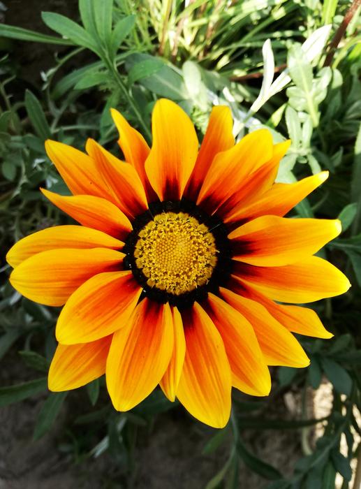 Flora Flower Garden