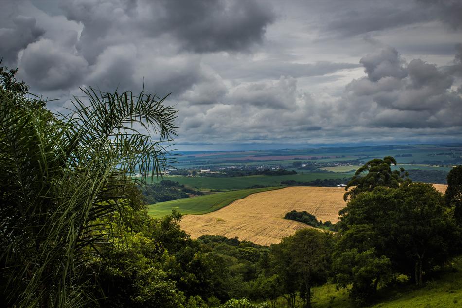 Nature Tree Widescreen