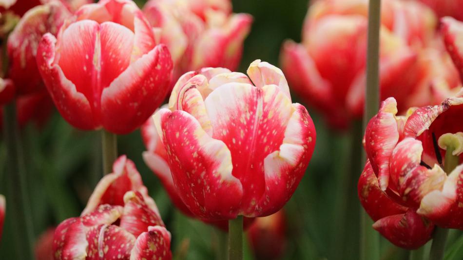 Nature Tulip Garden