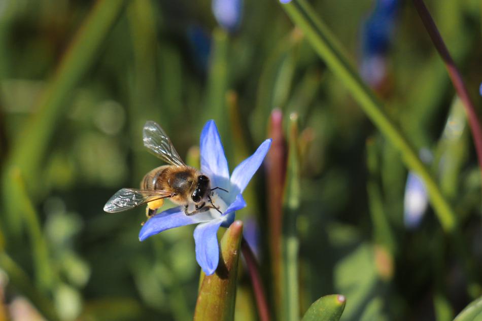 Nature Insect Summer