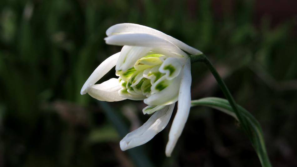 Harbinger Of Spring Filled
