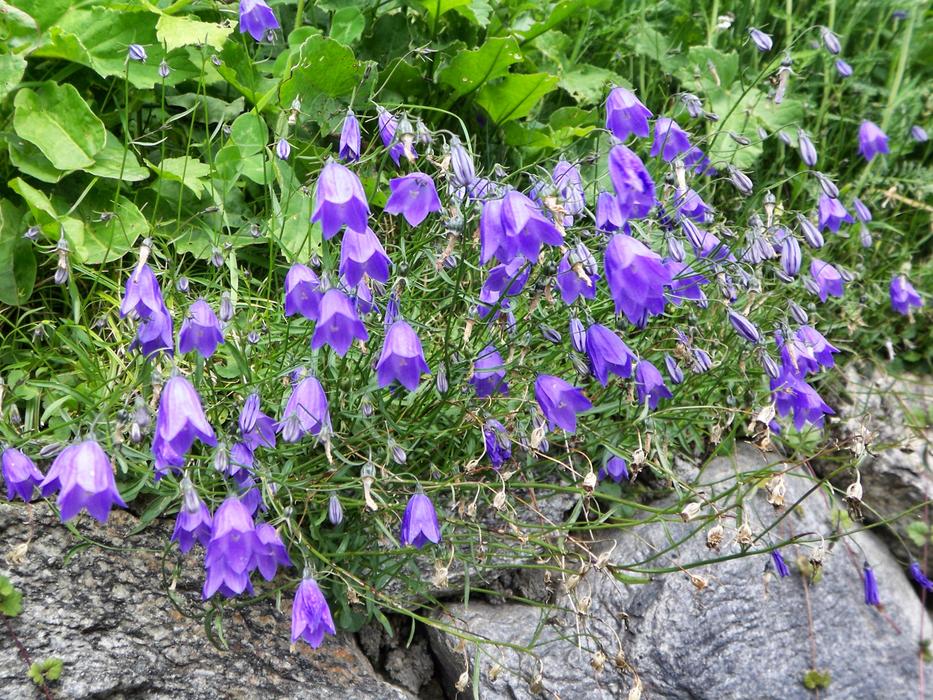 Flower Plant Garden