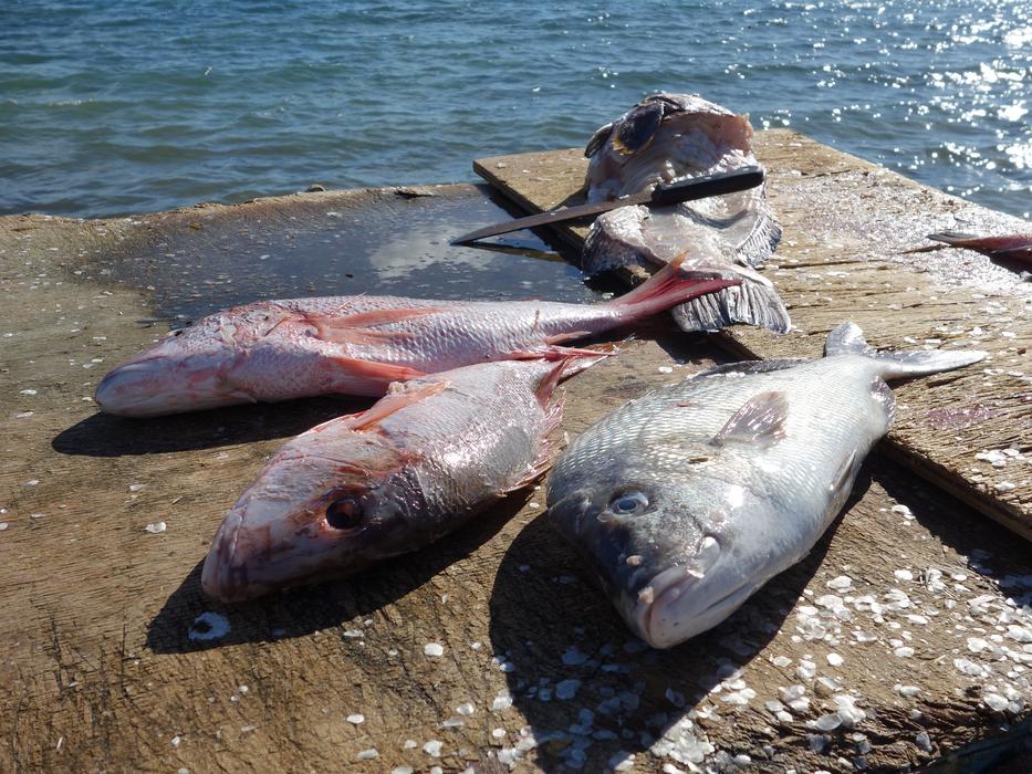 Sea Nature Fish