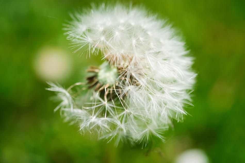Flowers Dandelion Nature