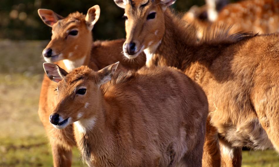 Blackbuck Wild Animal African