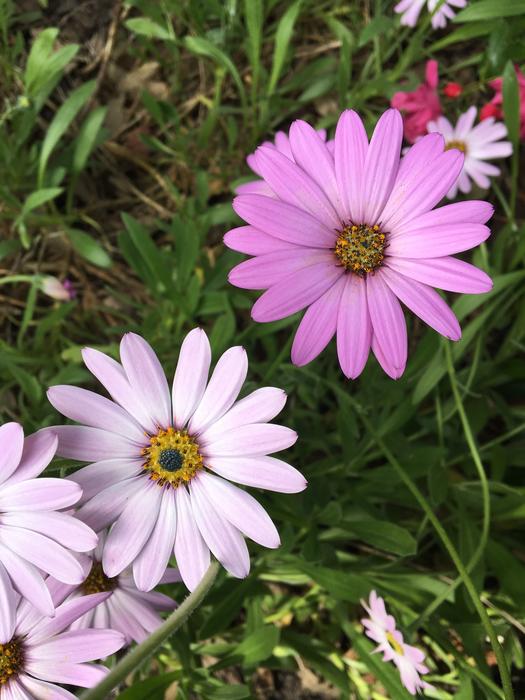 Purple Daisy'S Leaves