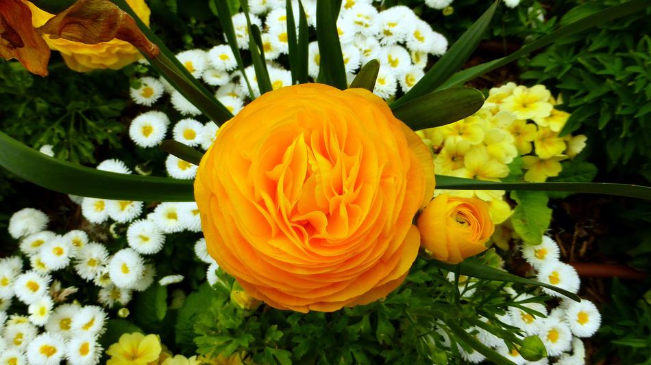 Flower Nature Plant