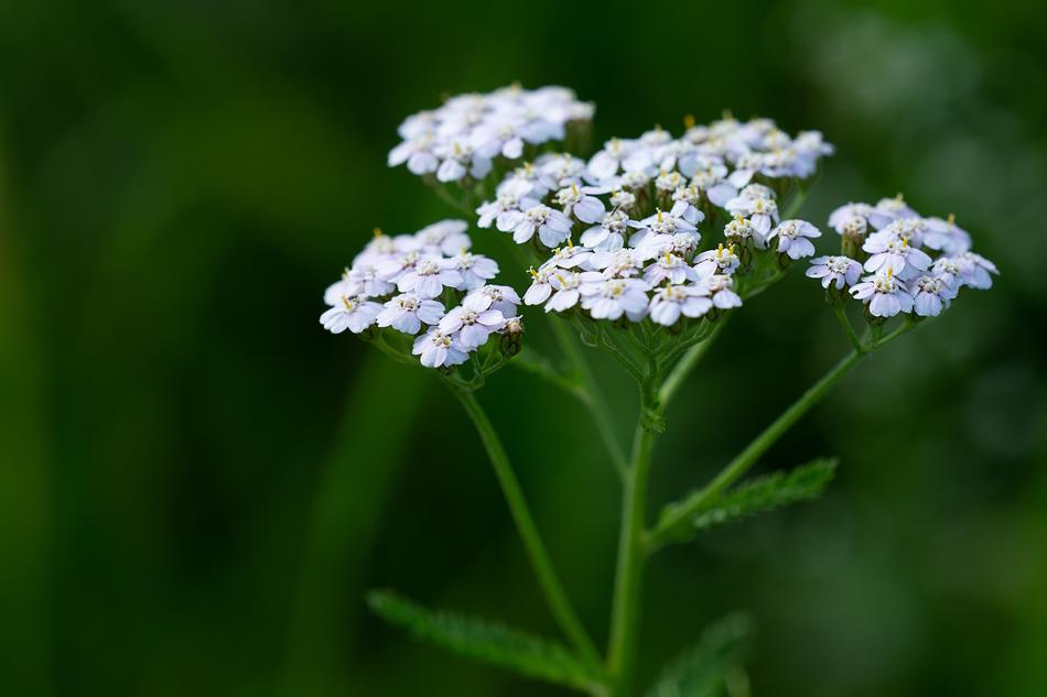 Plant Flowers White