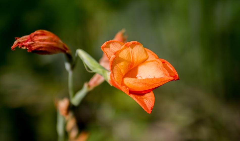 Flower Nature Flora