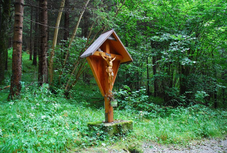 Wood Nature Tree