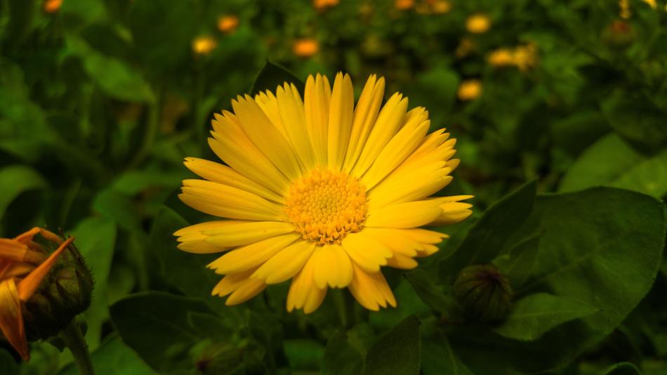 Nature Plant Summer
