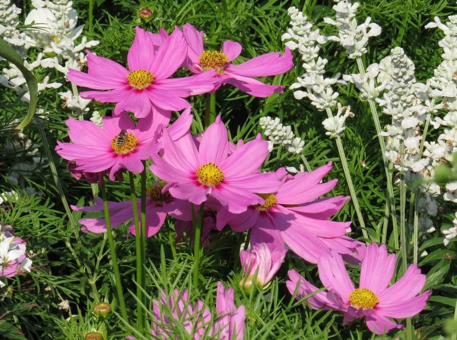 Flowers Pink Close Up