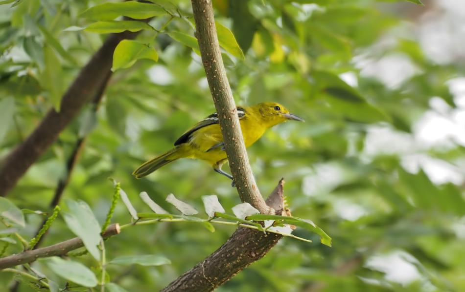 a yellow little bird in the trees in the foliage