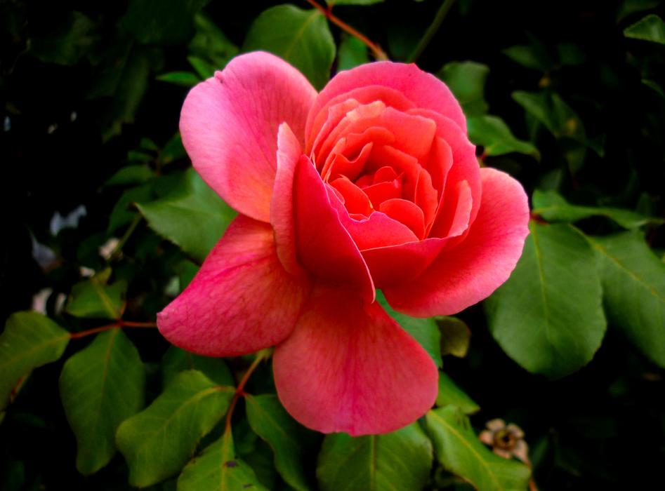 Flower Garden Flora