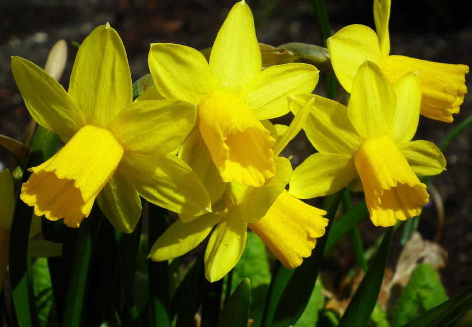 Flower Yellow Nature