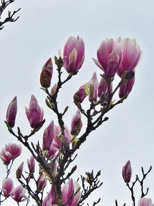Flower Nature Plant