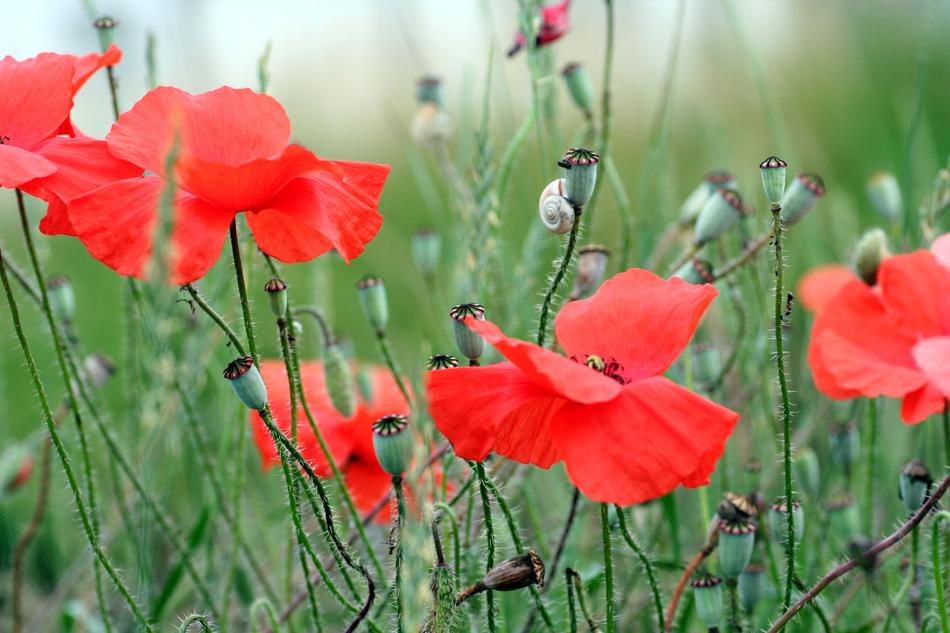 Poppy Red Snail