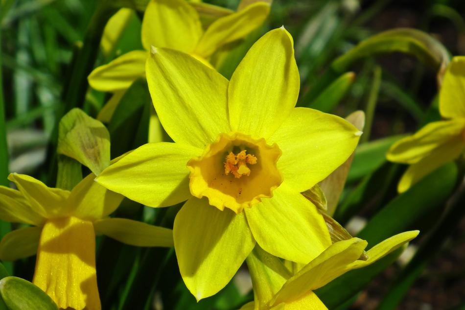 Flower Nature Plant