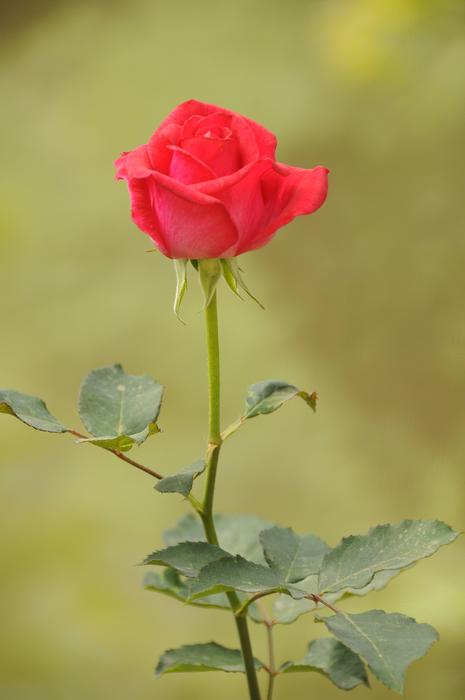 Flower Throat Red