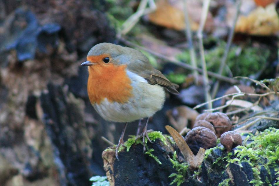 Nature Robin Bird Animal