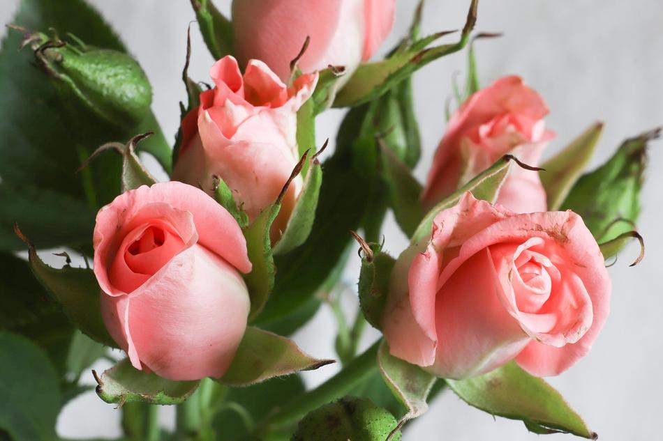 Rose Flower
