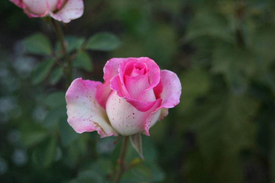 Rose Flower Beautiful