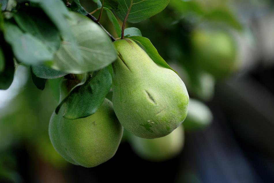 Fruit Eating Leaf
