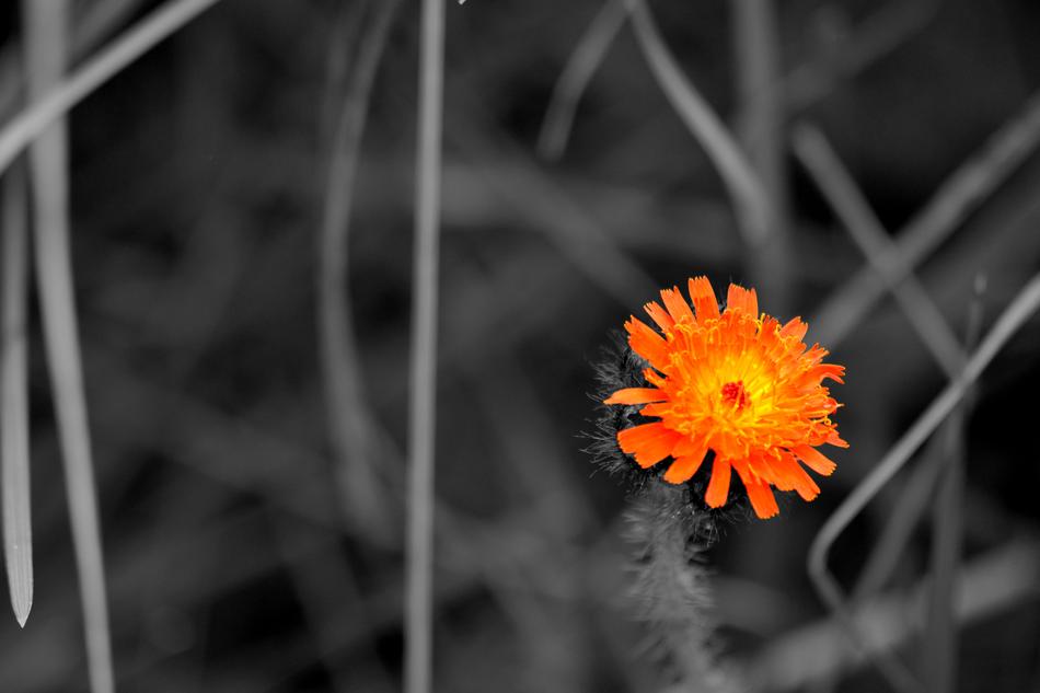 Flower Colors Nature