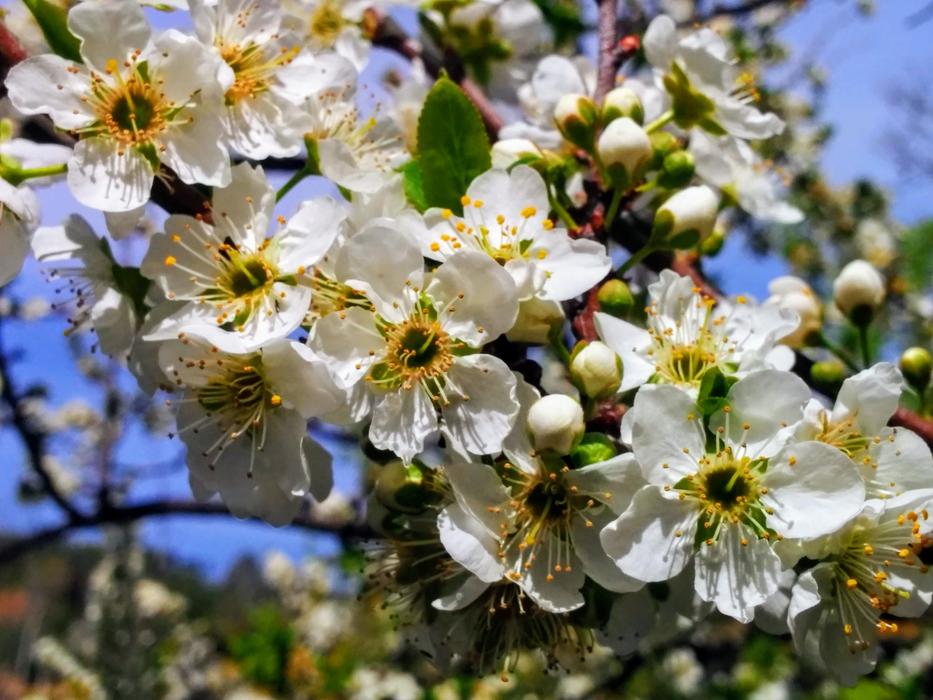 Flower Plant Tree