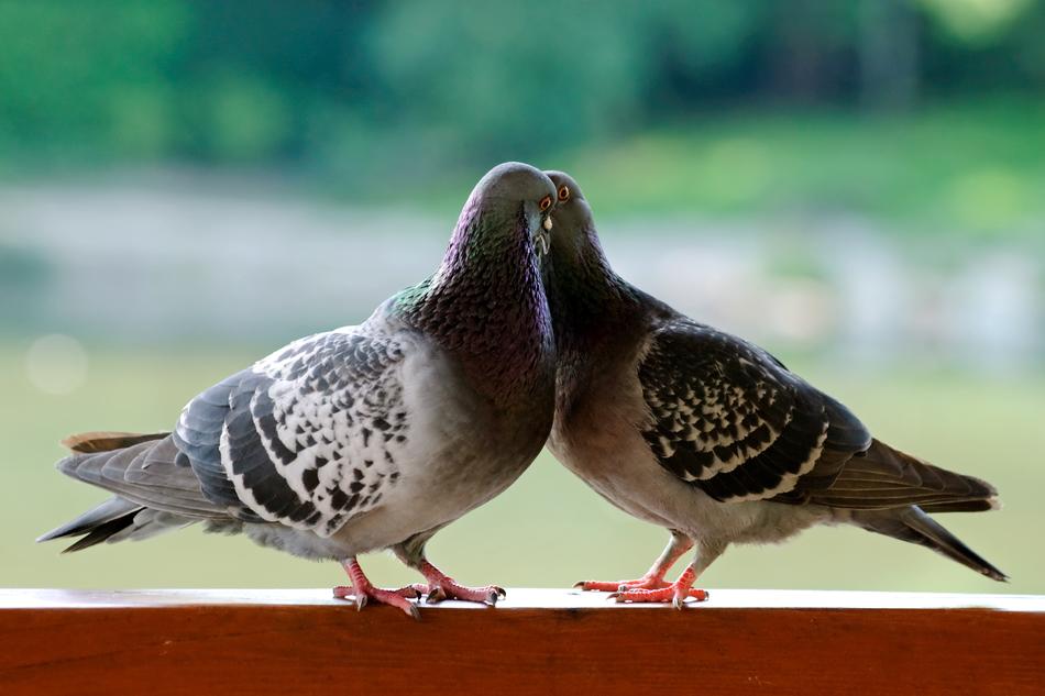 Birds Pen
