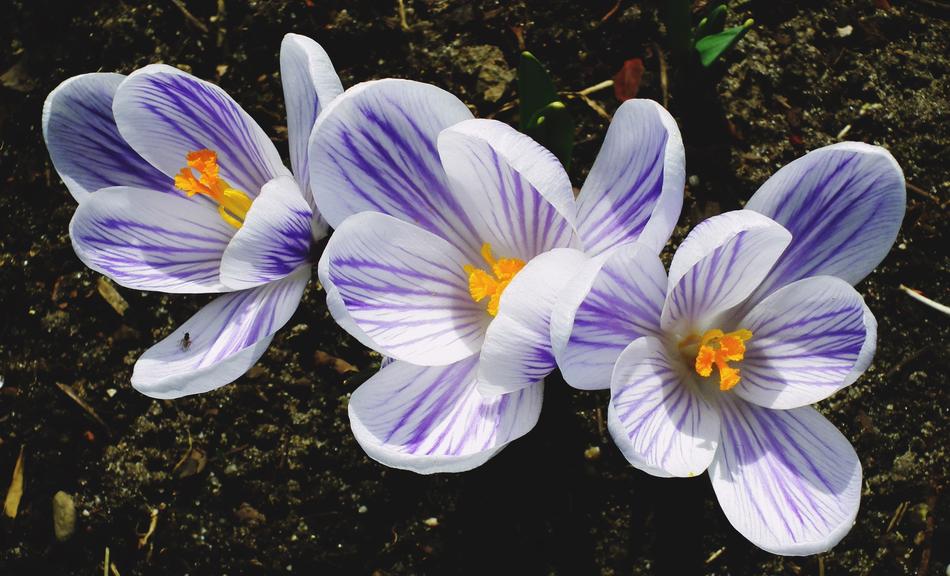 Flower Krokus Nature
