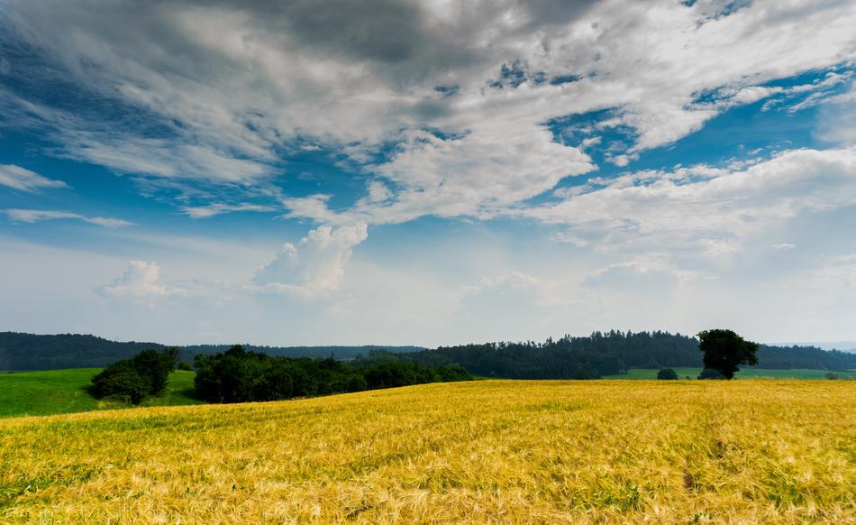Wheat Field Sky