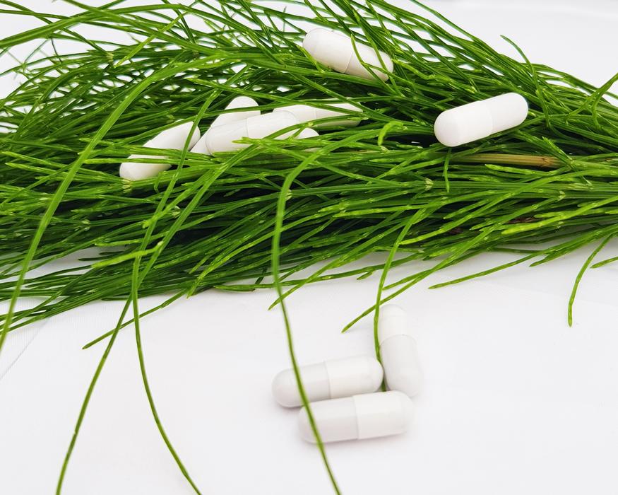 Horsetail Equisetum Arvense
