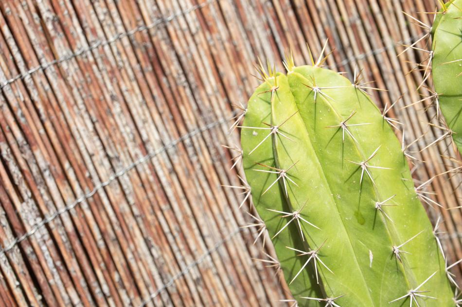 Cactus Flowers Plant