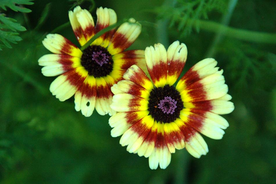 Nature Plant Summer