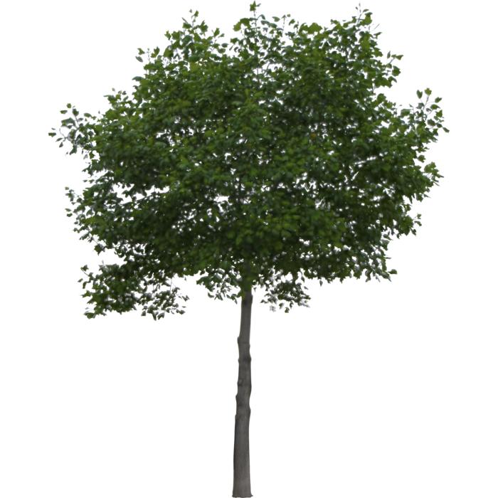 tree landscape green