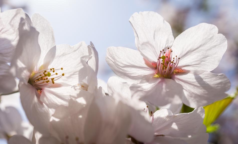 Flowers Nature Plants