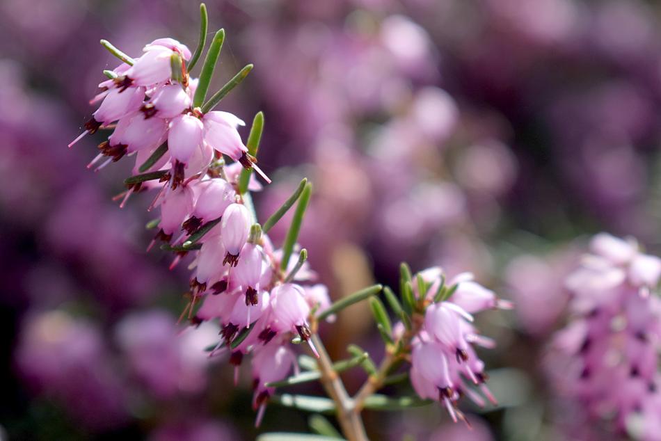Flower Nature Outdoors