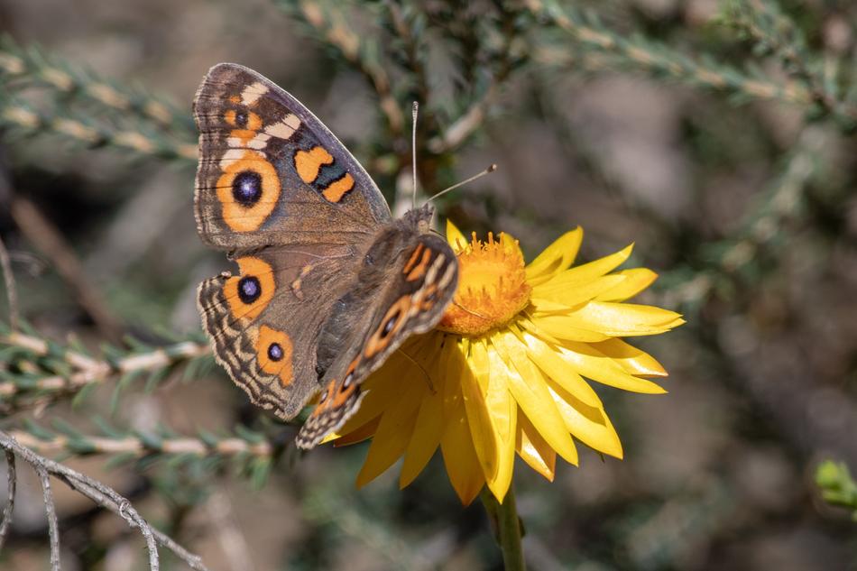Nature Butterfly Insect