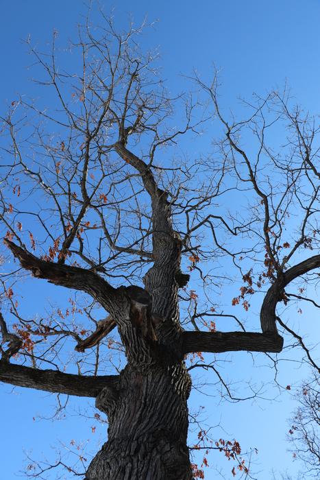 Tree Nature Branch