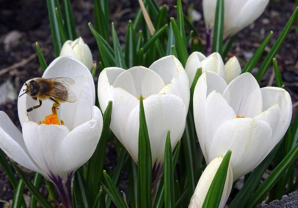 Crocus Bee Pollen
