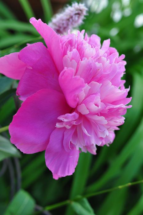 Flower Pink Flowers