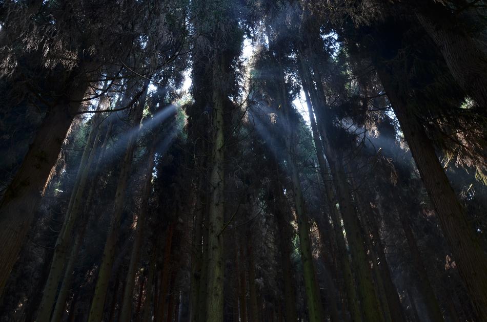 Tree Forest Plant Pine